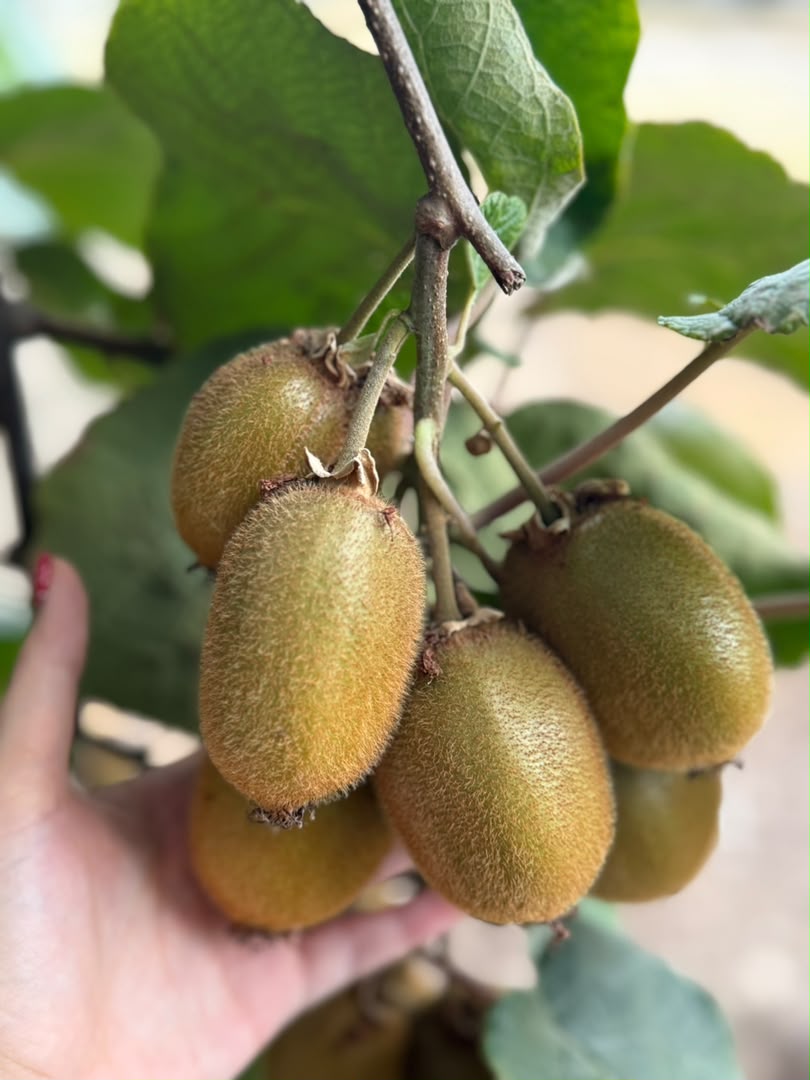 Fresh Fruits
