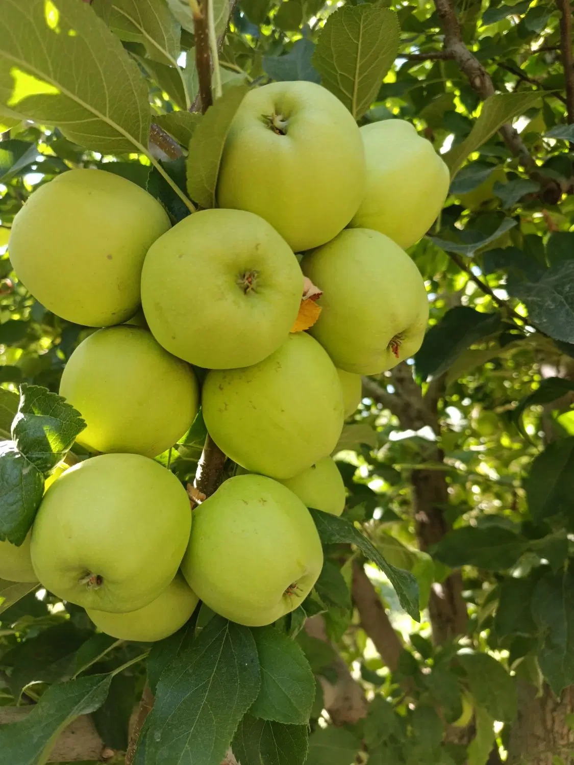 Fresh Apples