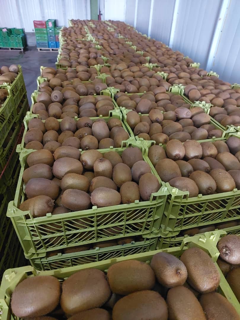 Fresh Kiwi