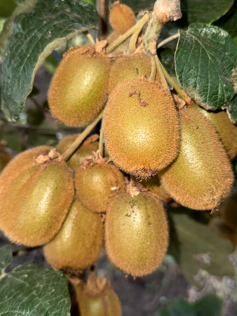 Fresh Kiwi