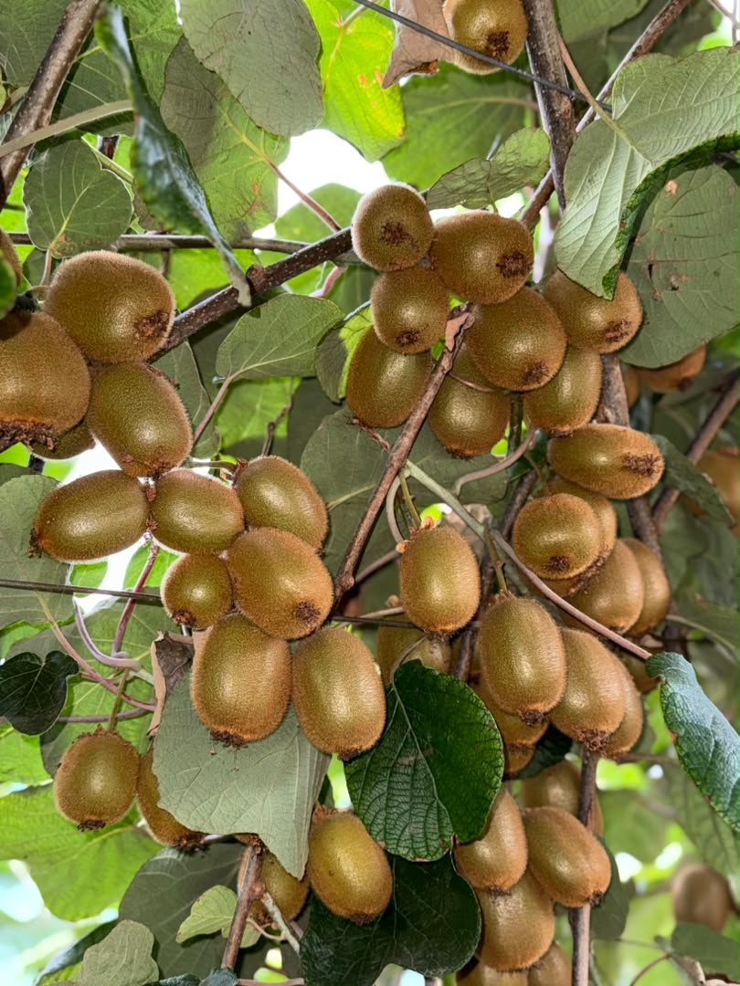 Fresh Kiwi