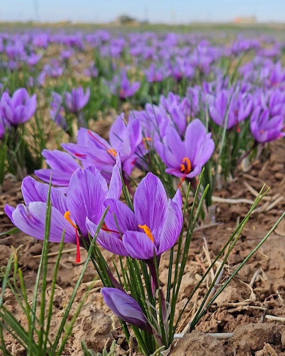 Saffron Tea and Spices