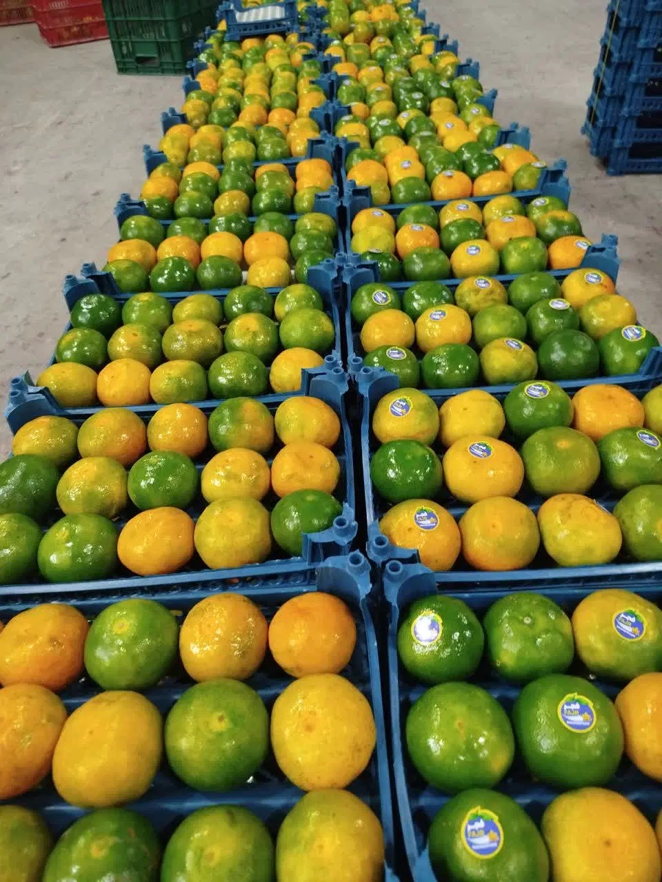 Fresh Tangerines