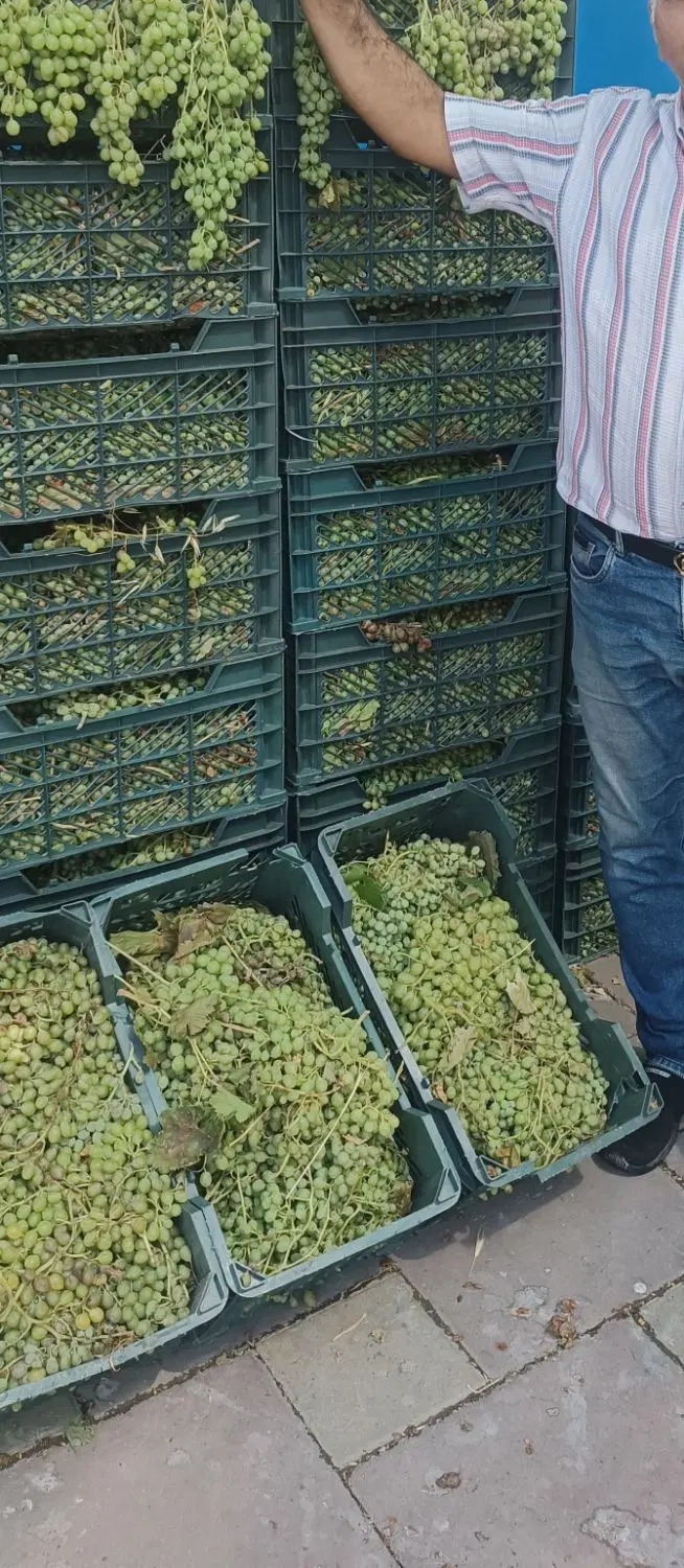 Fresh Grapes